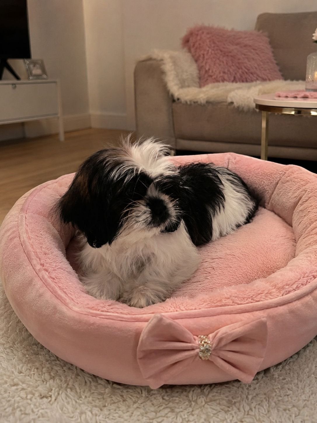 Shih-Tzu pup, Overige rassen, 8 tot 15 weken, Teef, Eén hond