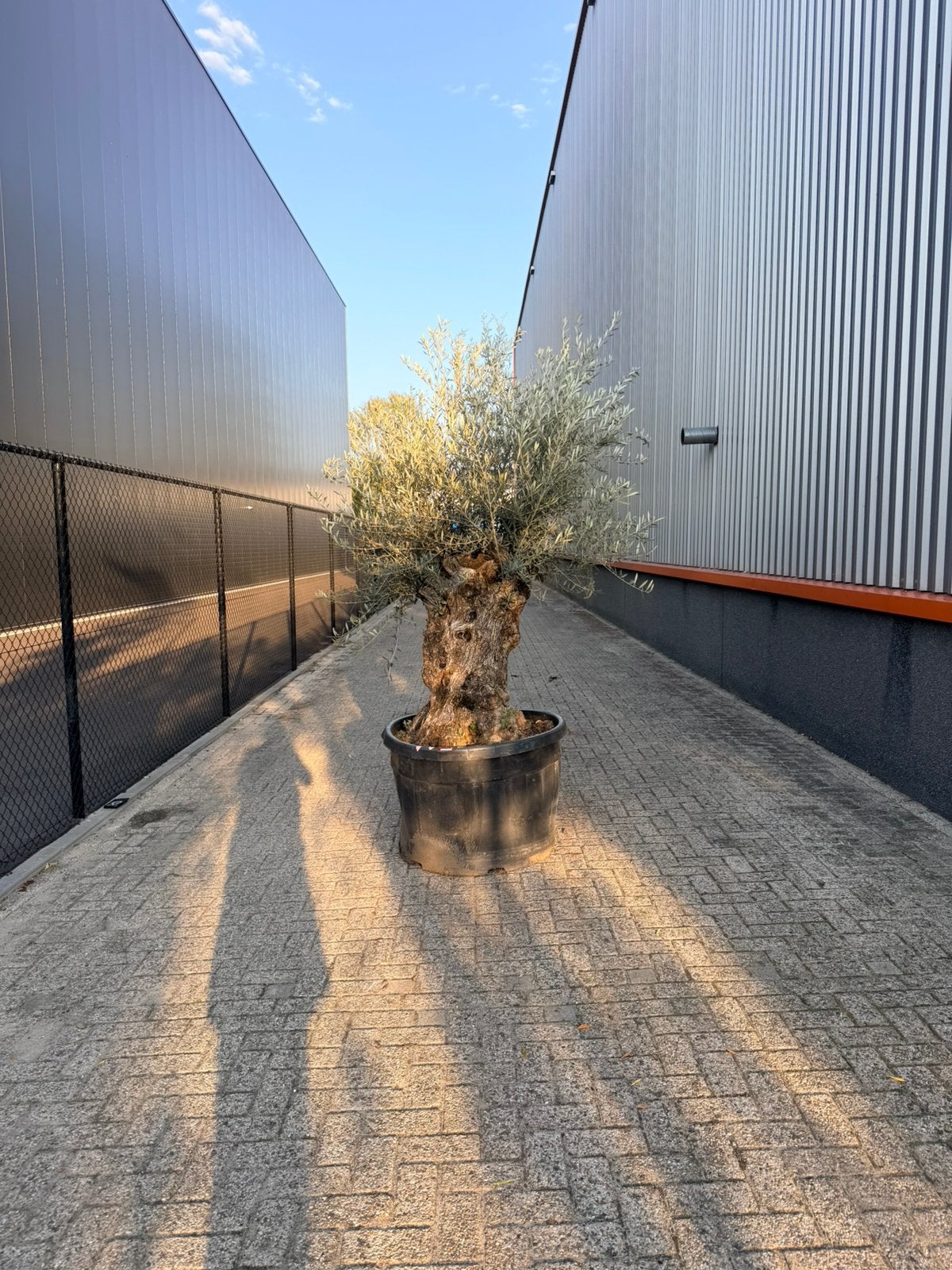 Olea europaea olijfboom 120/140 cm stamomtrek, Volle zon, Ophalen of Verzenden, 100 tot 250 cm, Olijfboom