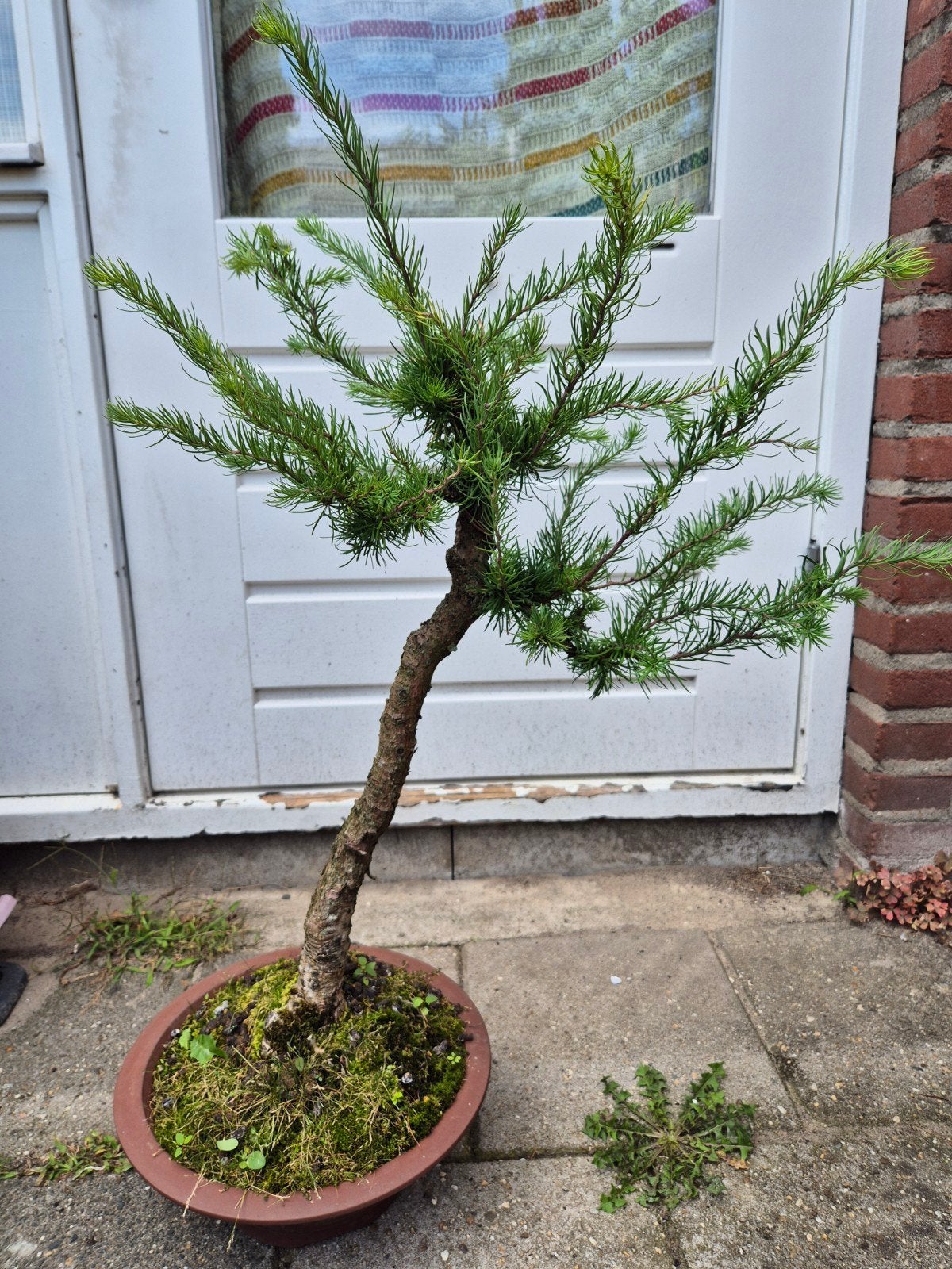 Oude Japanse Lariks Bonsai - Krullende Hangende Takken, Ophalen, Overige soorten, Volle zon