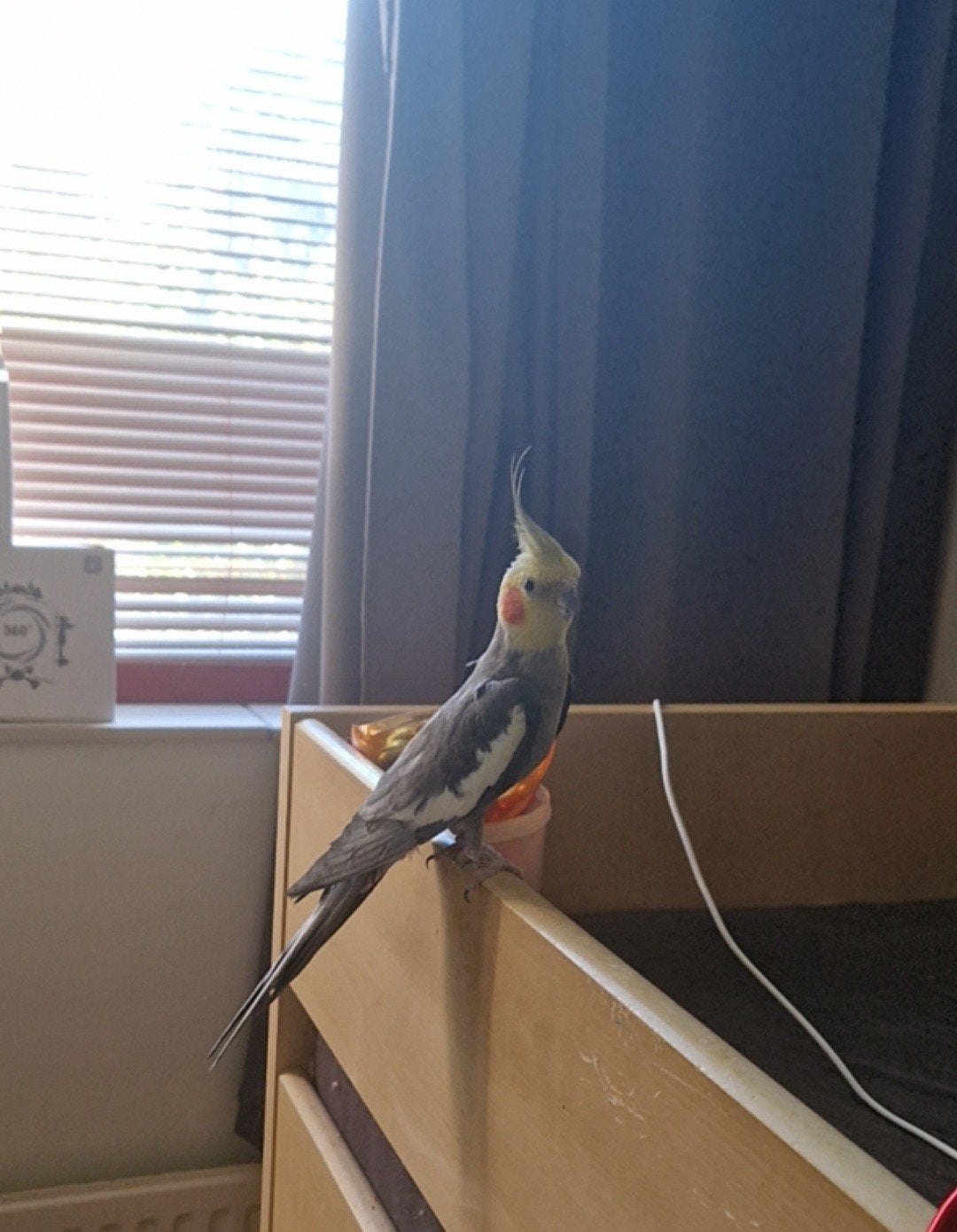 Valkparkiet (met kooi), Dieren en Toebehoren, Ophalen, Vogel