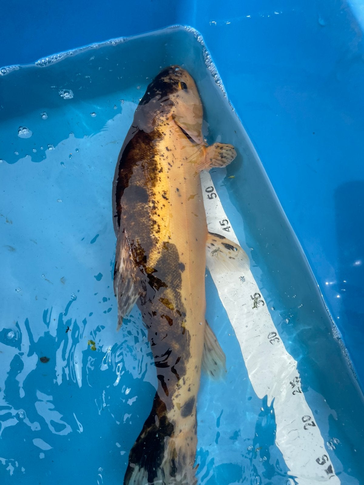 Zeelt van +-40 cm, Karper of Koi