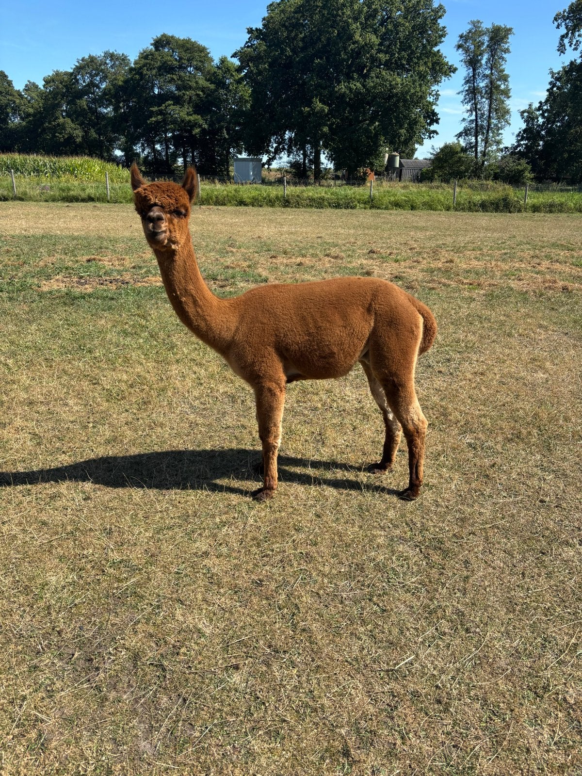 Alpaca dekhengst te huur, Oktober, Mannelijk