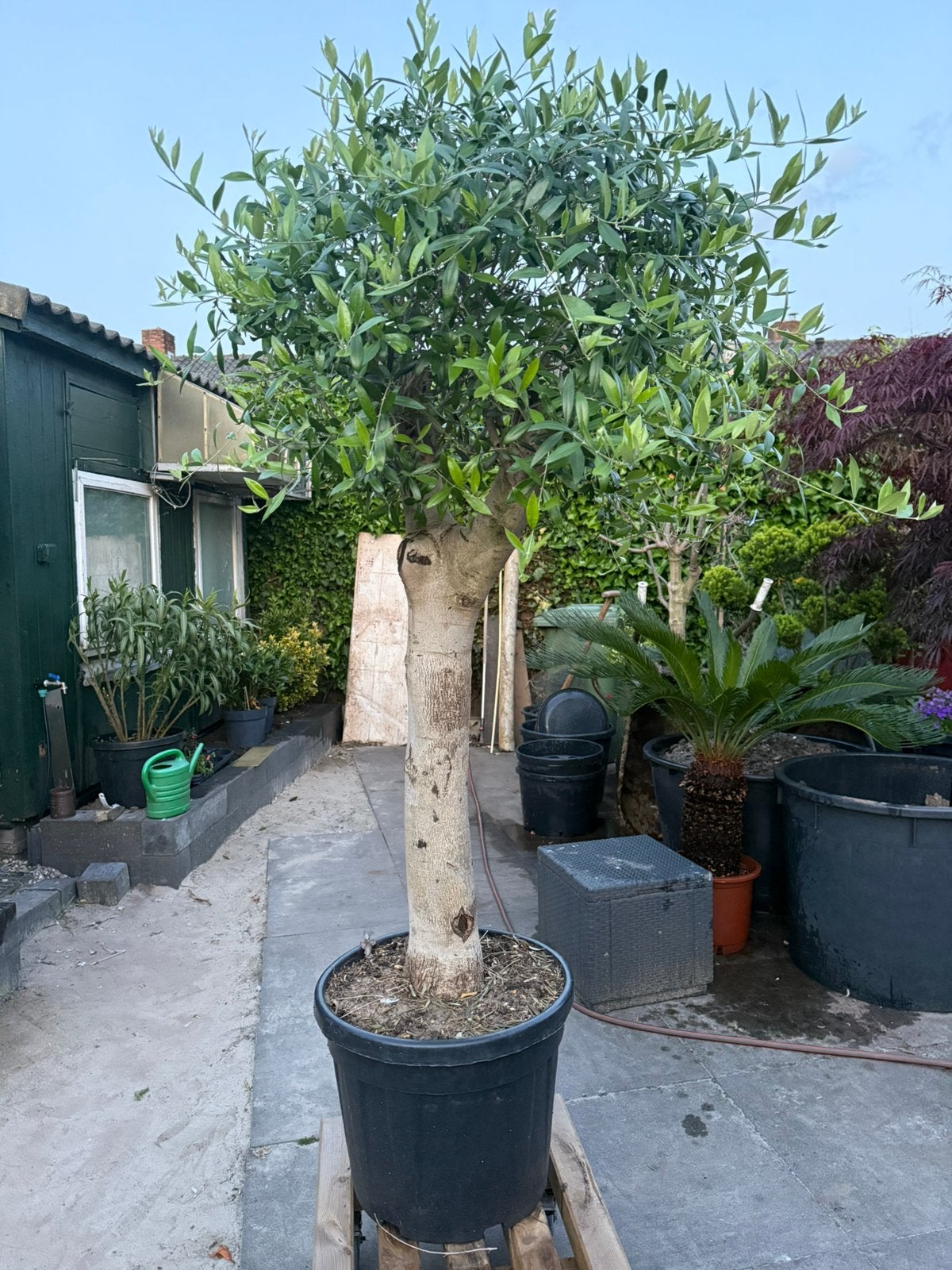 Olijf, Volle zon, Ophalen of Verzenden, 100 tot 250 cm, Olijfboom