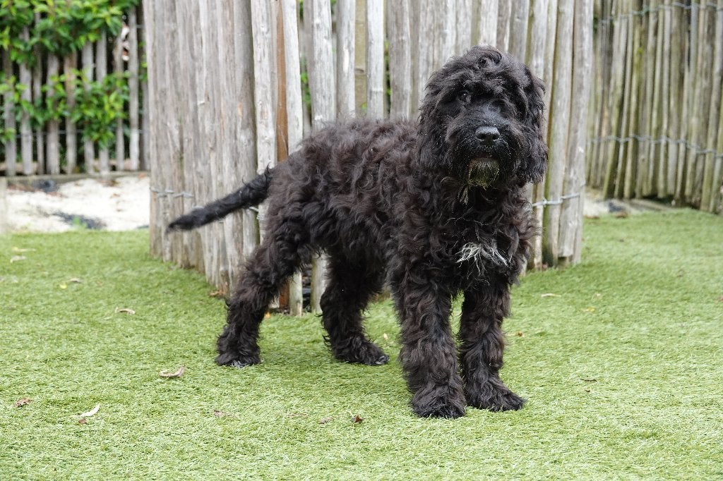 Zwart-witte Cockapoo pup, geteste ouders, Parvo, België, 15 weken tot 1 jaar, Eén hond