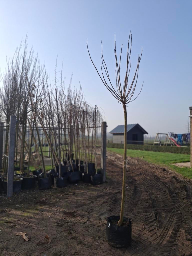 Boltrompetboom (Catalpa bignonioides Nana), Bloeit niet, 250 tot 400 cm, Ophalen, Volle zon