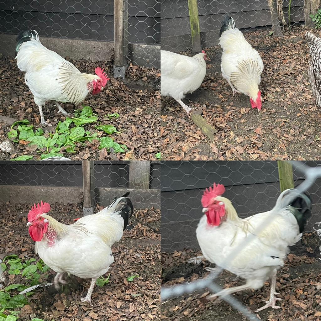 3 jaar oude haan., Dieren en Toebehoren, Pluimvee, Kip, Mannelijk