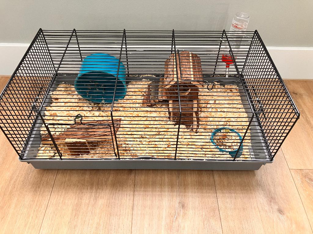 Hamster en alle toebehoren, Hamster, Mannelijk, Januari, Tam