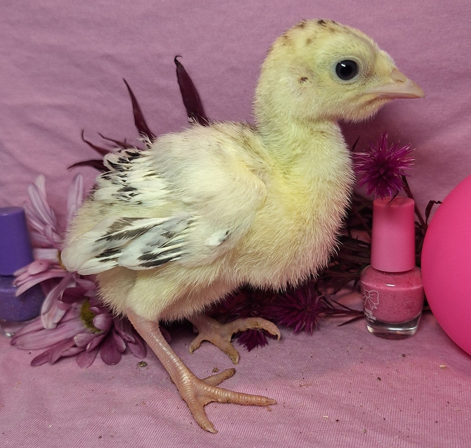 Twee prachtige gesekste Ronquiére kalkoen hen-kuikens., Vrouwelijk, Kip