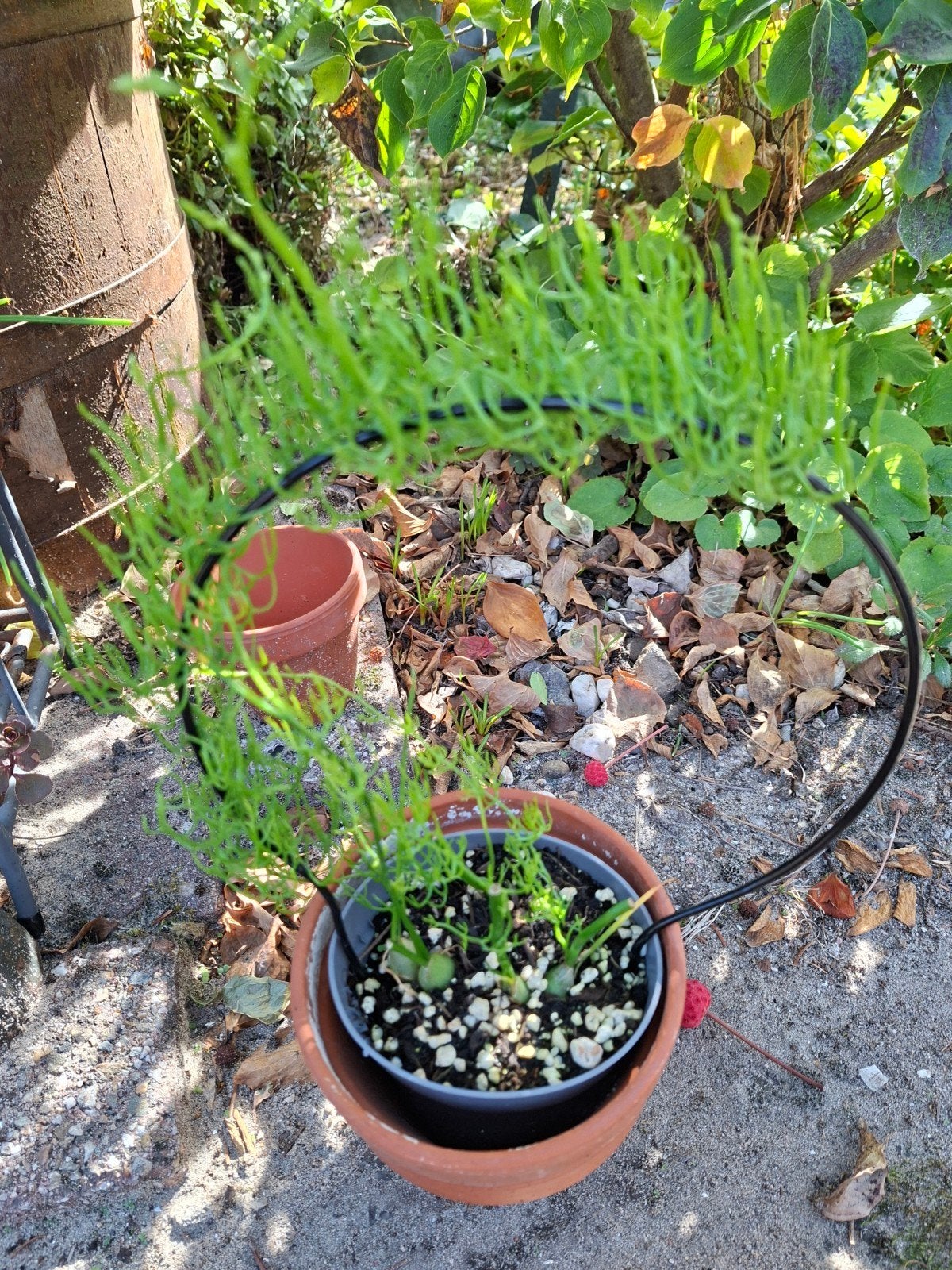 succulenten/kamerplanten  t.e.a.b, Ophalen, Volle zon