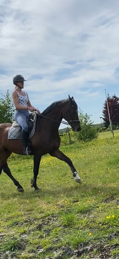 bijruiter gezocht, paard te koop, Ophalen, Nieuw, Dressuur