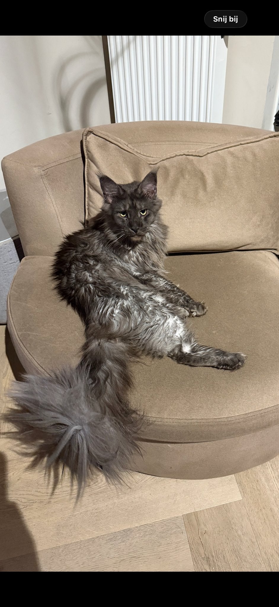 Prachtige maincoon black smoke kater, Dieren en Toebehoren, Kater