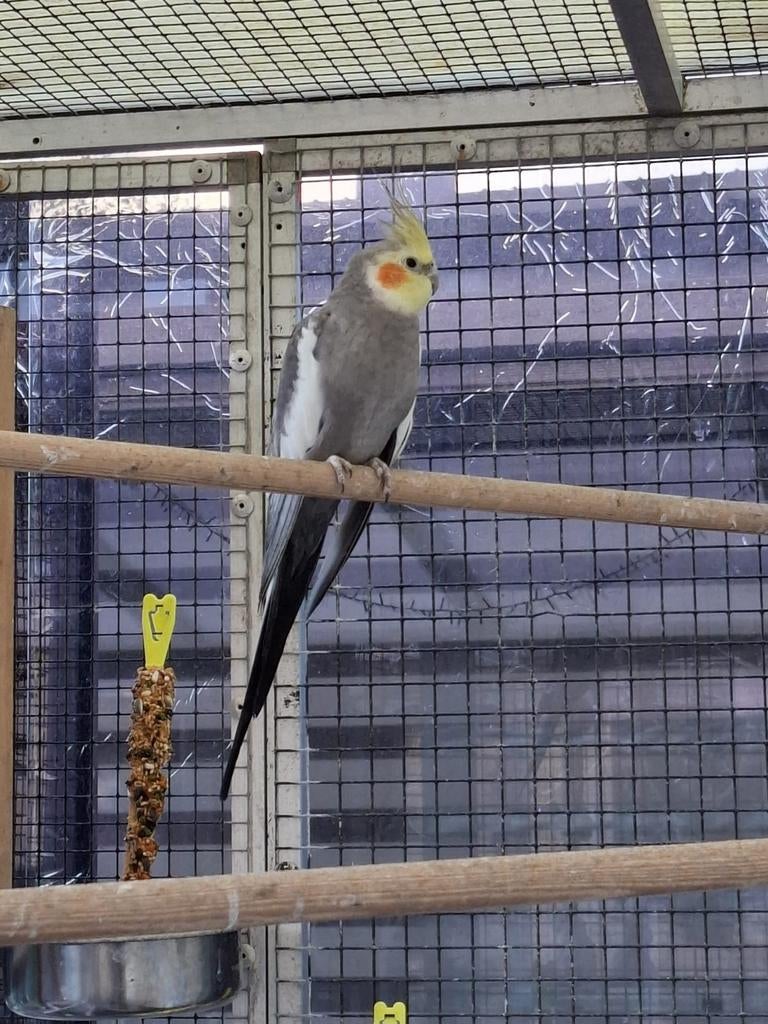 Valkparkiet €15 + Diamant duifje GRATIS, Dieren en Toebehoren, Meerdere dieren, Overige soorten