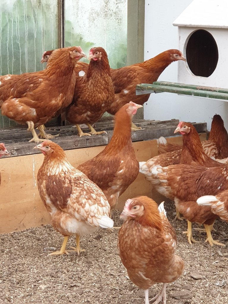 leghennen / legkippen, Dieren en Toebehoren, Pluimvee, Vrouwelijk, Kip