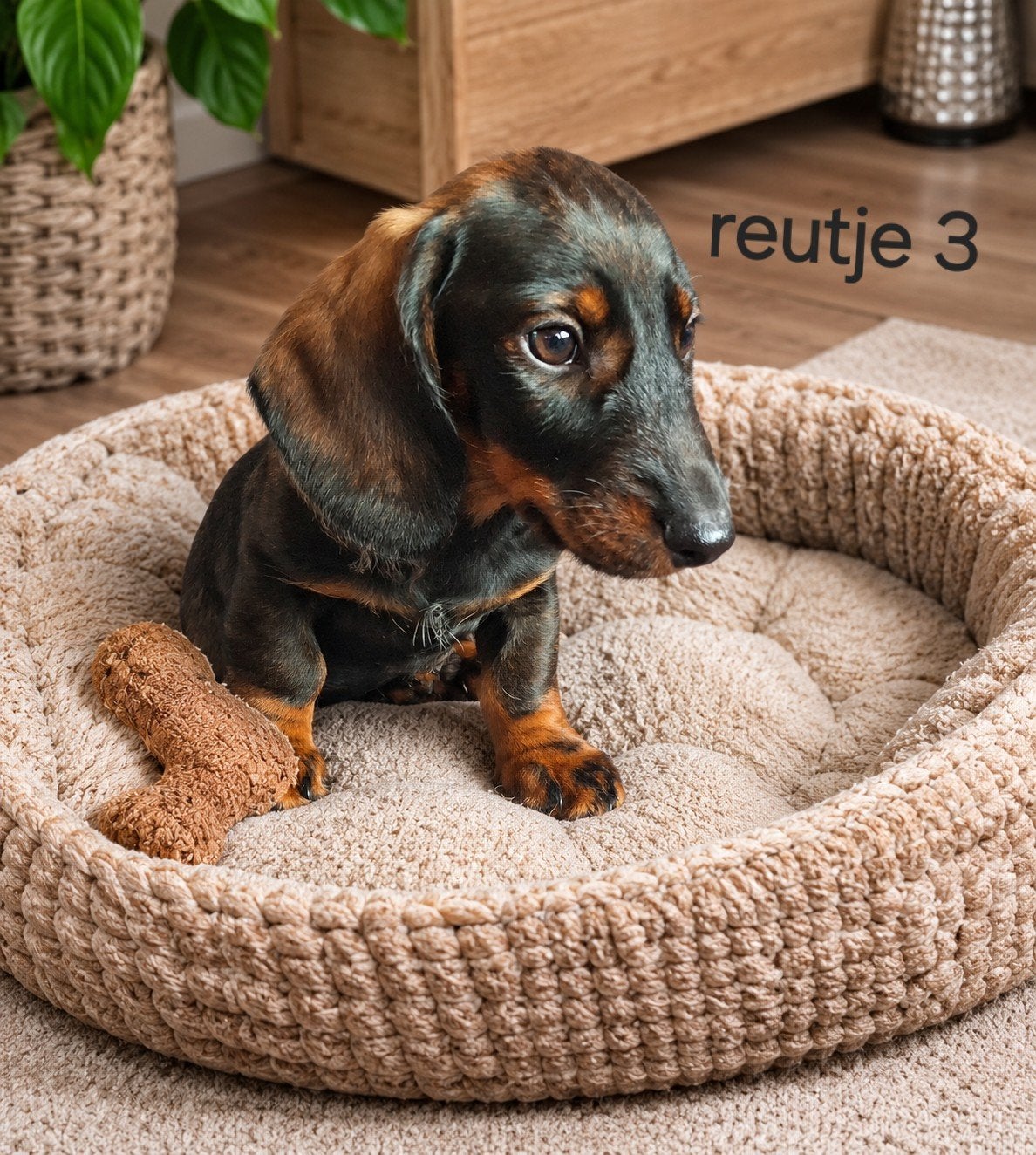 super mooie gezonde ruwharige dwergteckel (tekkel) pups, Dieren en Toebehoren, 8 tot 15 weken, Dwerg, Meerdere, Meerdere dieren