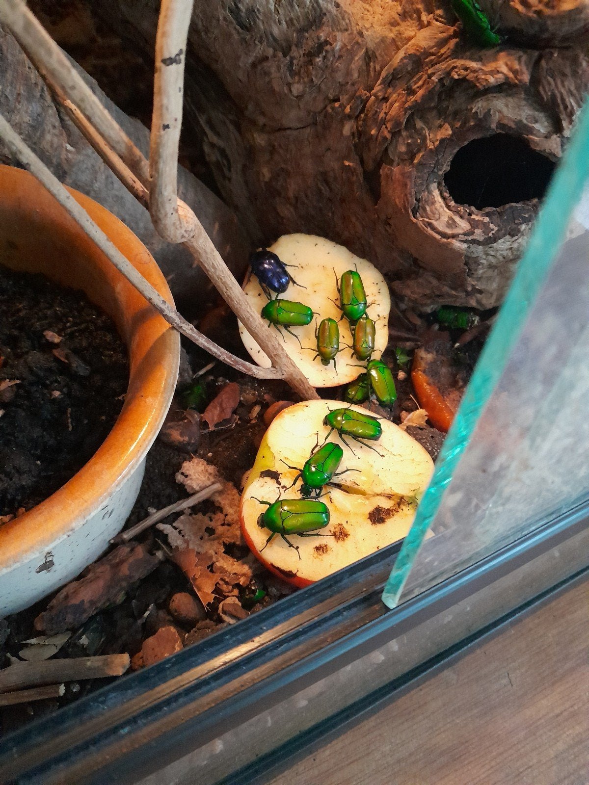 terrarium met kevers, Dieren en Toebehoren
