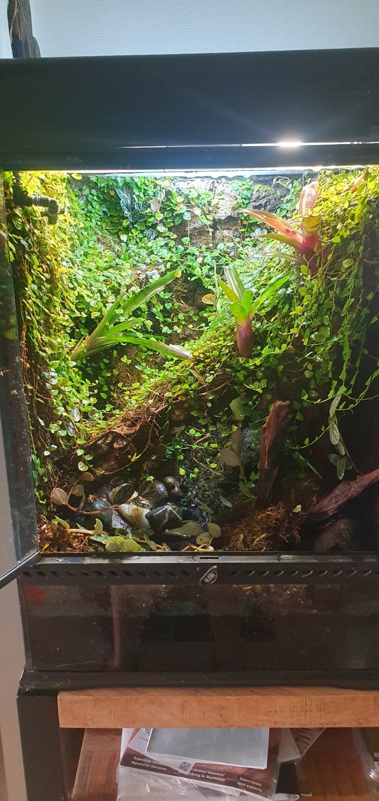 Exo terra terrarium/paludarium 45x45x60, Dieren en Toebehoren, Ophalen, Gebruikt, Terrarium of Paludarium