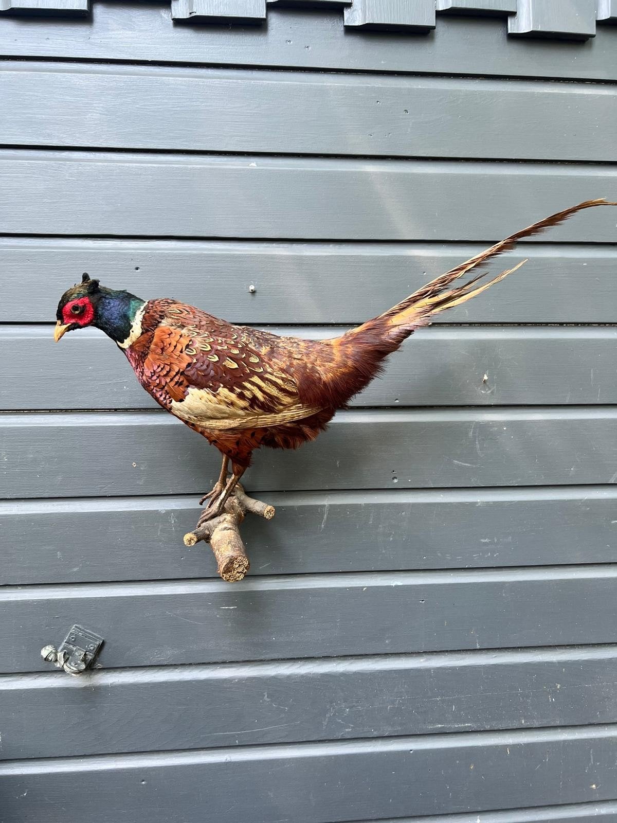Prachtige Fazant, Ophalen of Verzenden, Zo goed als nieuw, Vogel, Opgezet dier