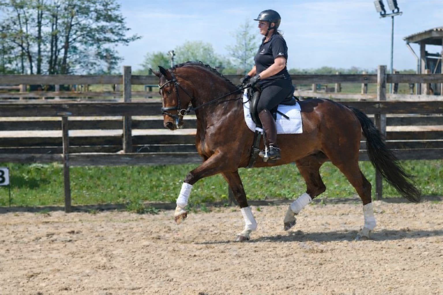 6 Jr ruin allrounder United 166h, Dieren en Toebehoren, Springpaard, Ruin, 3 tot 6 jaar, 165 tot 170 cm