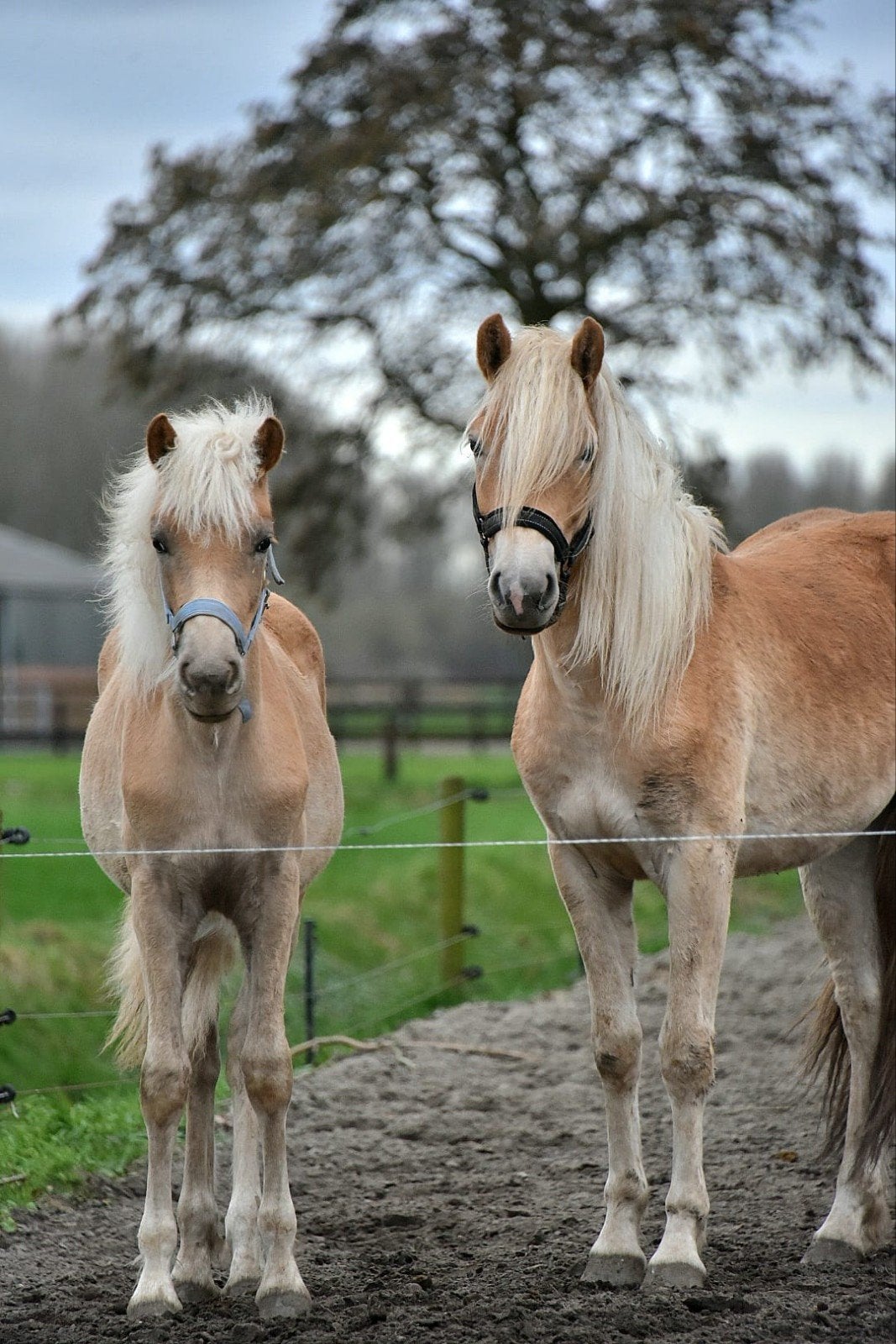 pensionstalling veulen, pony,paard aangeboden, Weidegang, 2 of 3 paarden of pony's