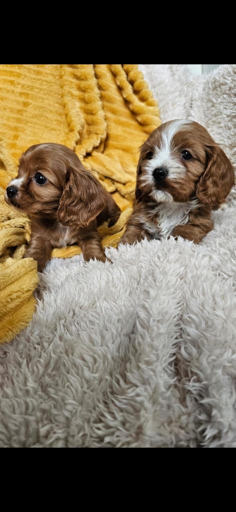 Maltipoo / Cavapoo boomer pups, Dieren en Toebehoren, Honden | Chihuahua's en Gezelschapshonden, 8 tot 15 weken, Meerdere, Nederland