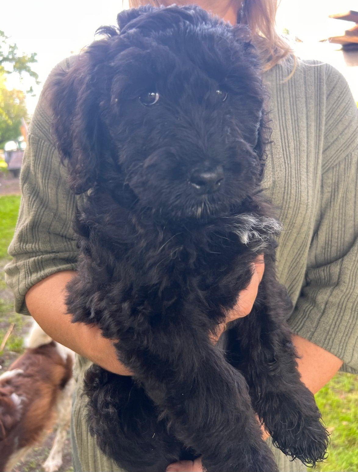 mooie vrolijke doodle pups ( nog 1 reutje), Overige rassen, CDV (hondenziekte), 8 tot 15 weken, Meerdere