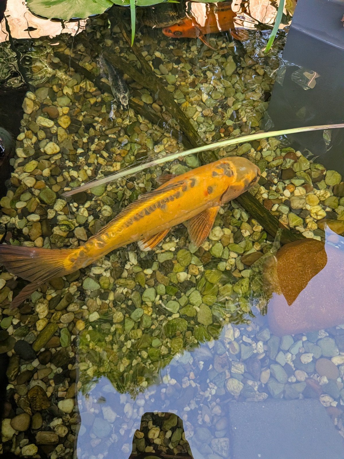 Koi vissen, Dieren en Toebehoren, Vissen | Vijvervissen, Karper of Koi