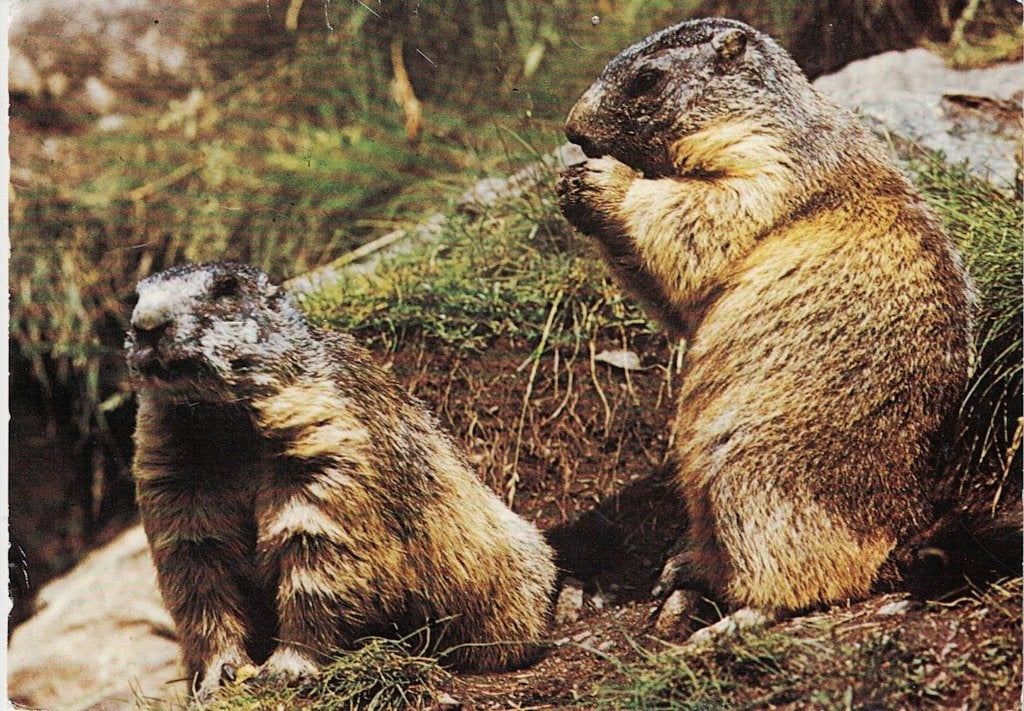 2 Marmotten  309, Verzamelen, Ansichtkaarten | Dieren, Verzenden, 1980 tot heden, Gelopen, Knaagdier