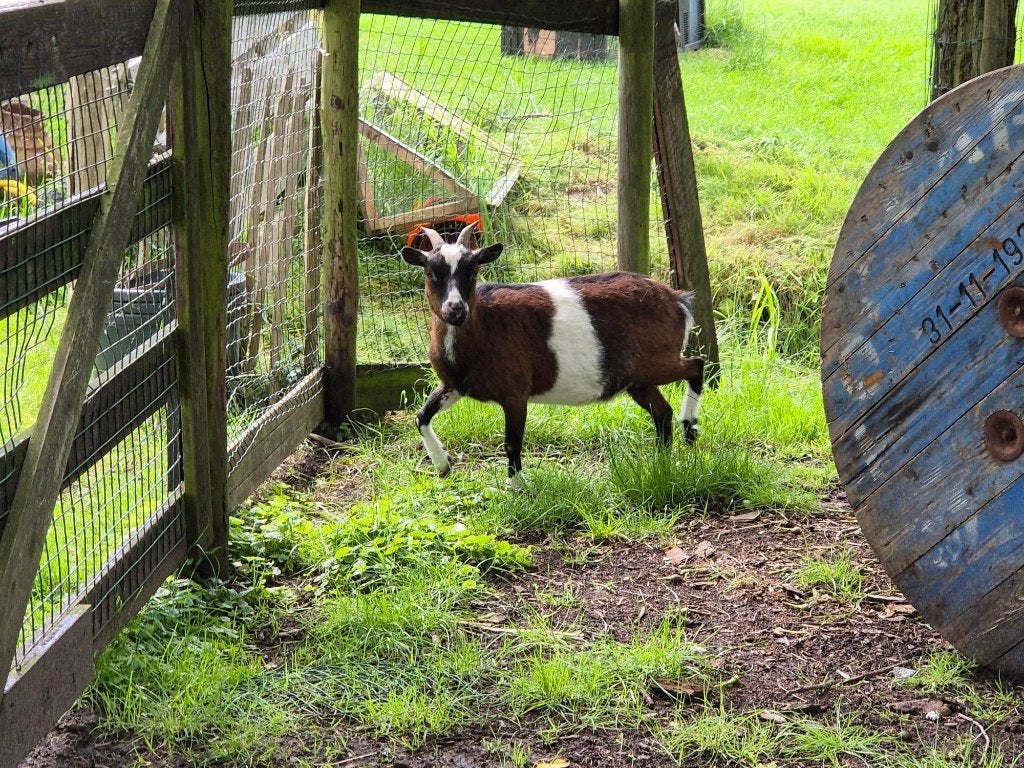 mooie drie kleur geit, Dieren en Toebehoren, Vrouwelijk, Geit, 0 tot 2 jaar