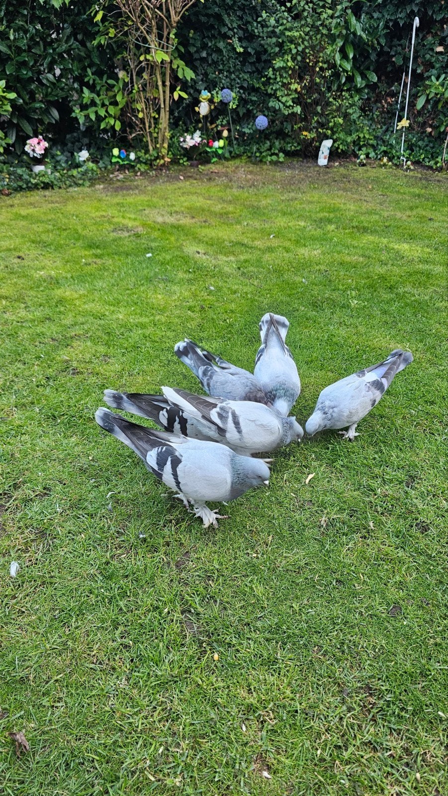 taklacı duiven, Dieren en Toebehoren