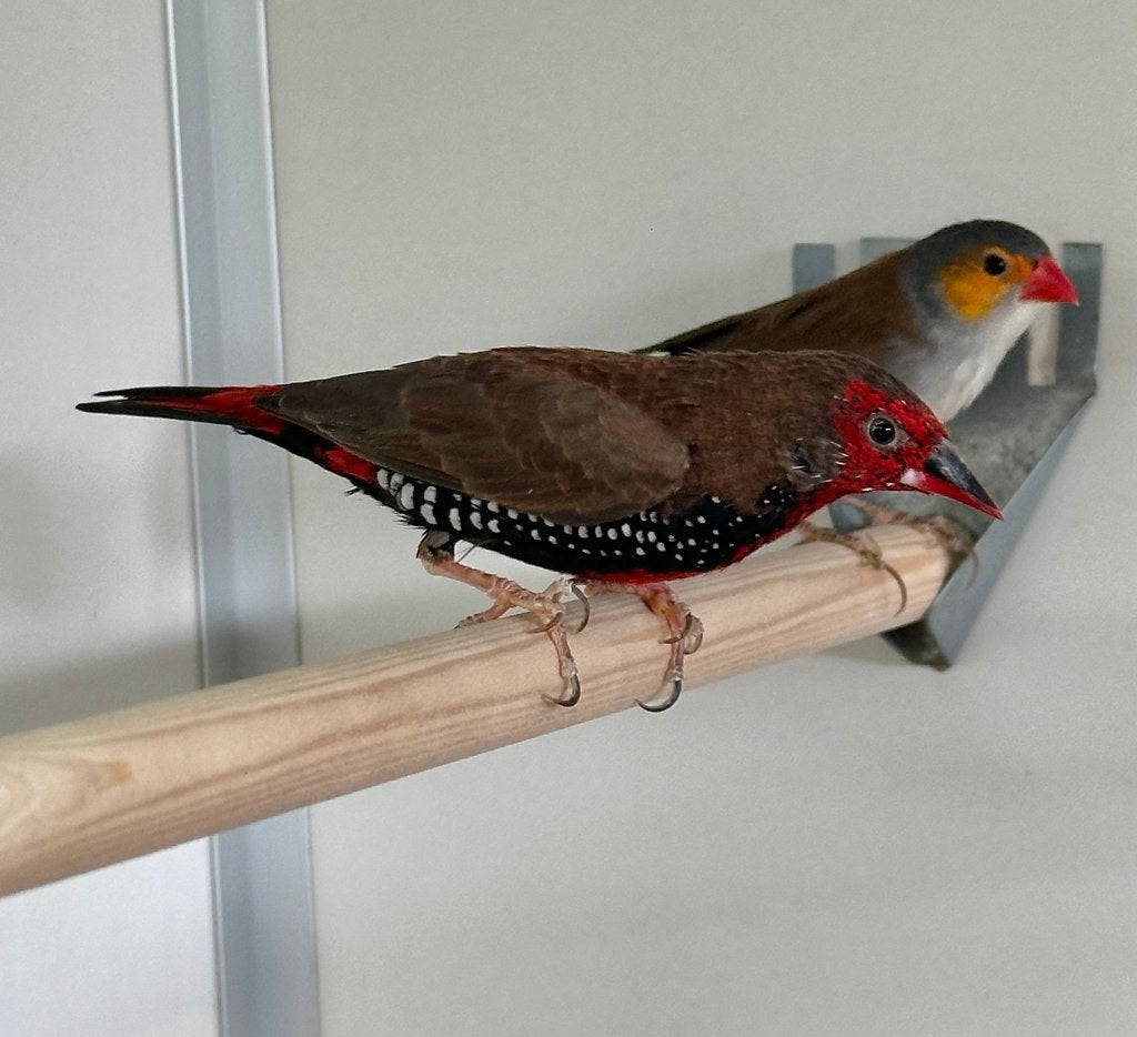 Emblema picta man, Dieren en Toebehoren, Mannelijk