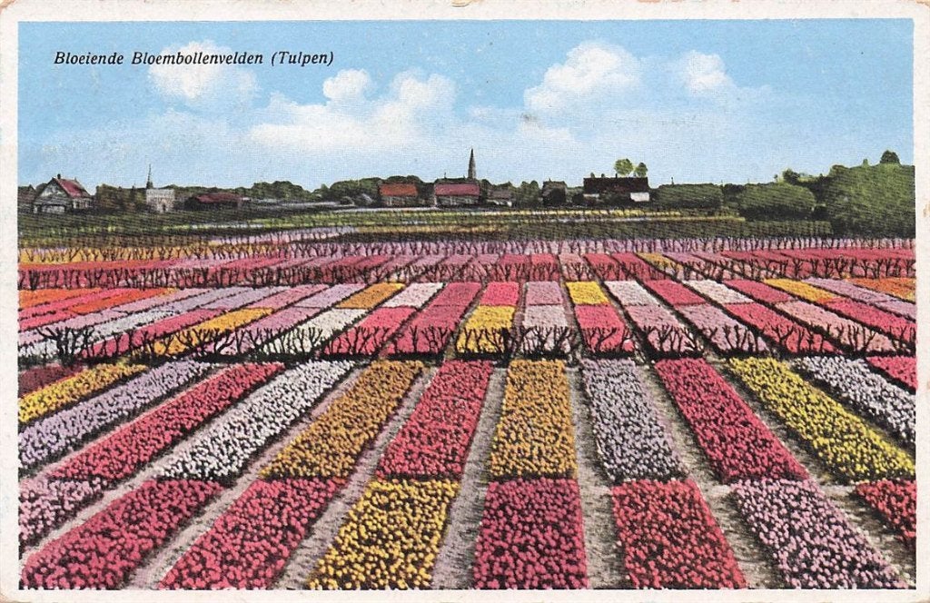 703-340-027 Bloeiende Bloembollenvelden (Tulpen), Verzenden, Voor 1920, Noord-Holland