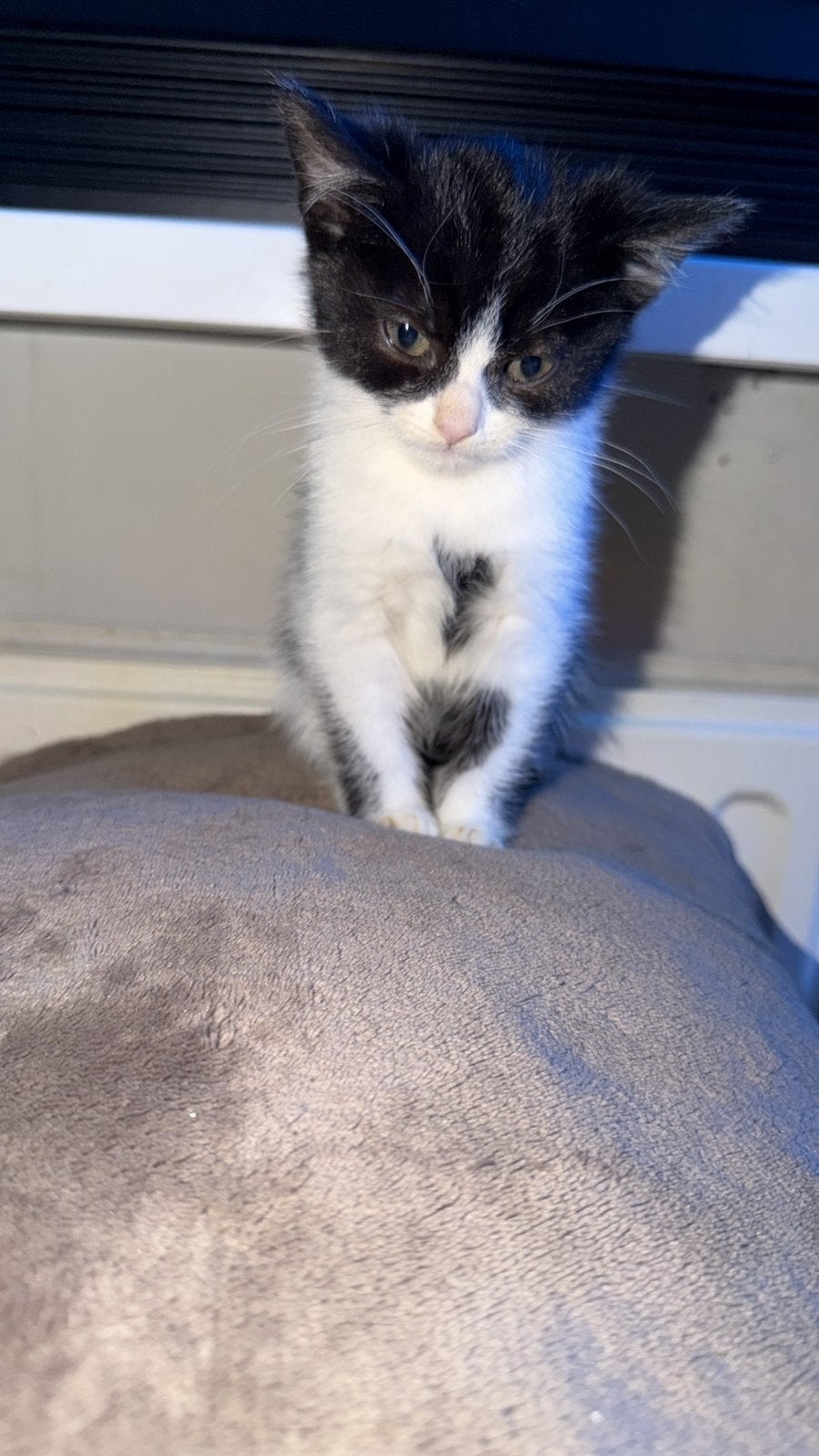 3kittens 15 weken oud, Dieren en Toebehoren, Meerdere dieren, 0 tot 2 jaar