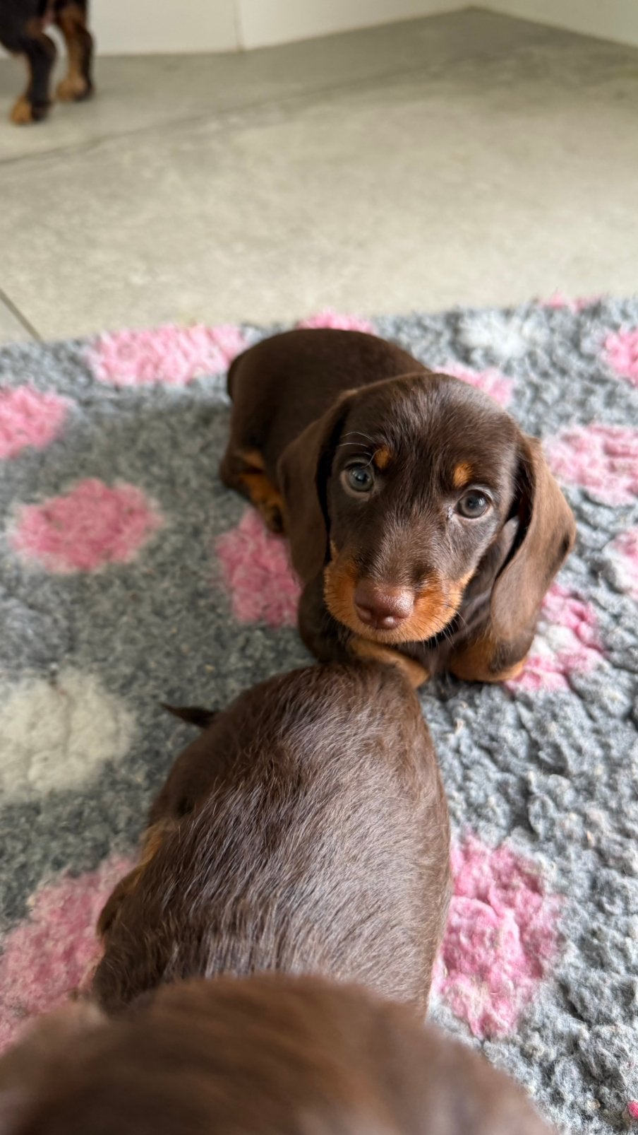 Ruwhaar Dwerg teckel pups met stamboom, HCC (leverziekte), 8 tot 15 weken, Dwerg, Meerdere