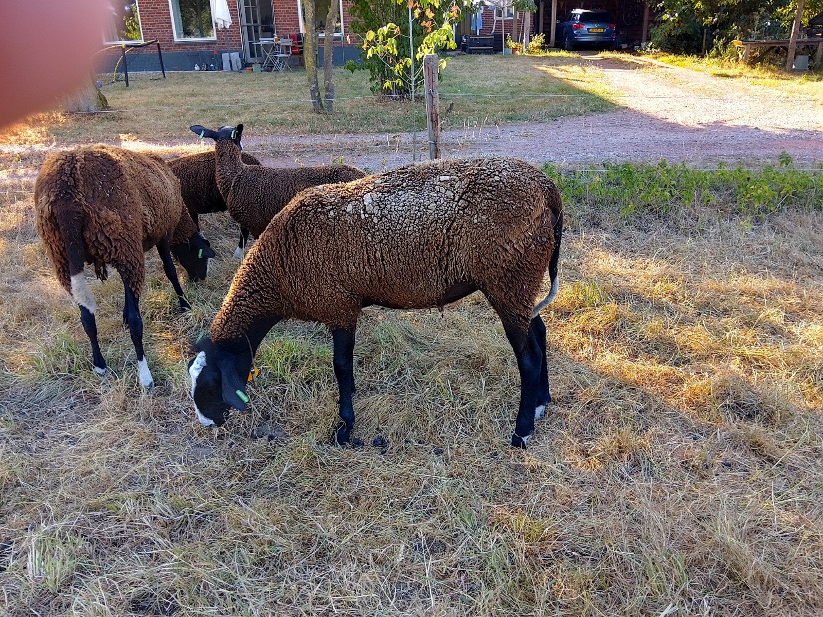 zwartbles Ooien 1 jaar oud, Vrouwelijk, Schaap