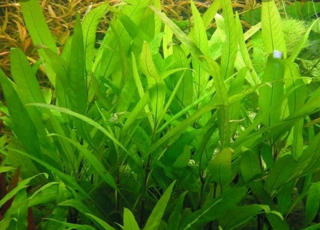 aquarium planten, Ophalen, Nieuw, Plant(en), Steen of Hout