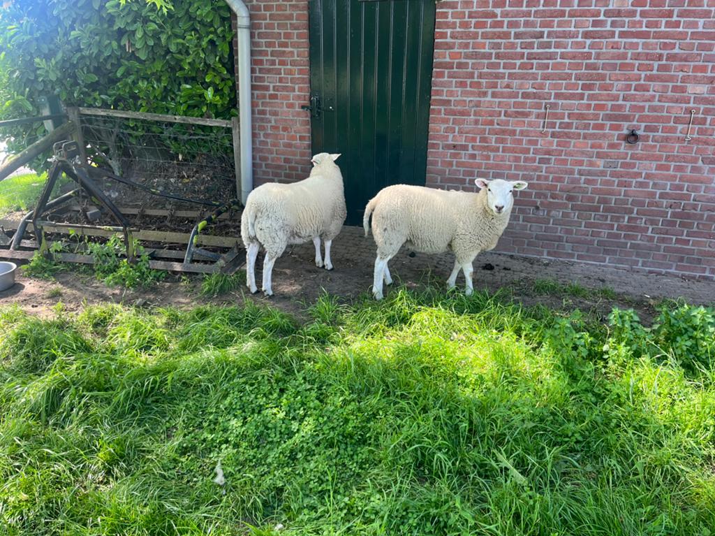Te koop 4 mooie swifter ooilammeren, Vrouwelijk, Schaap