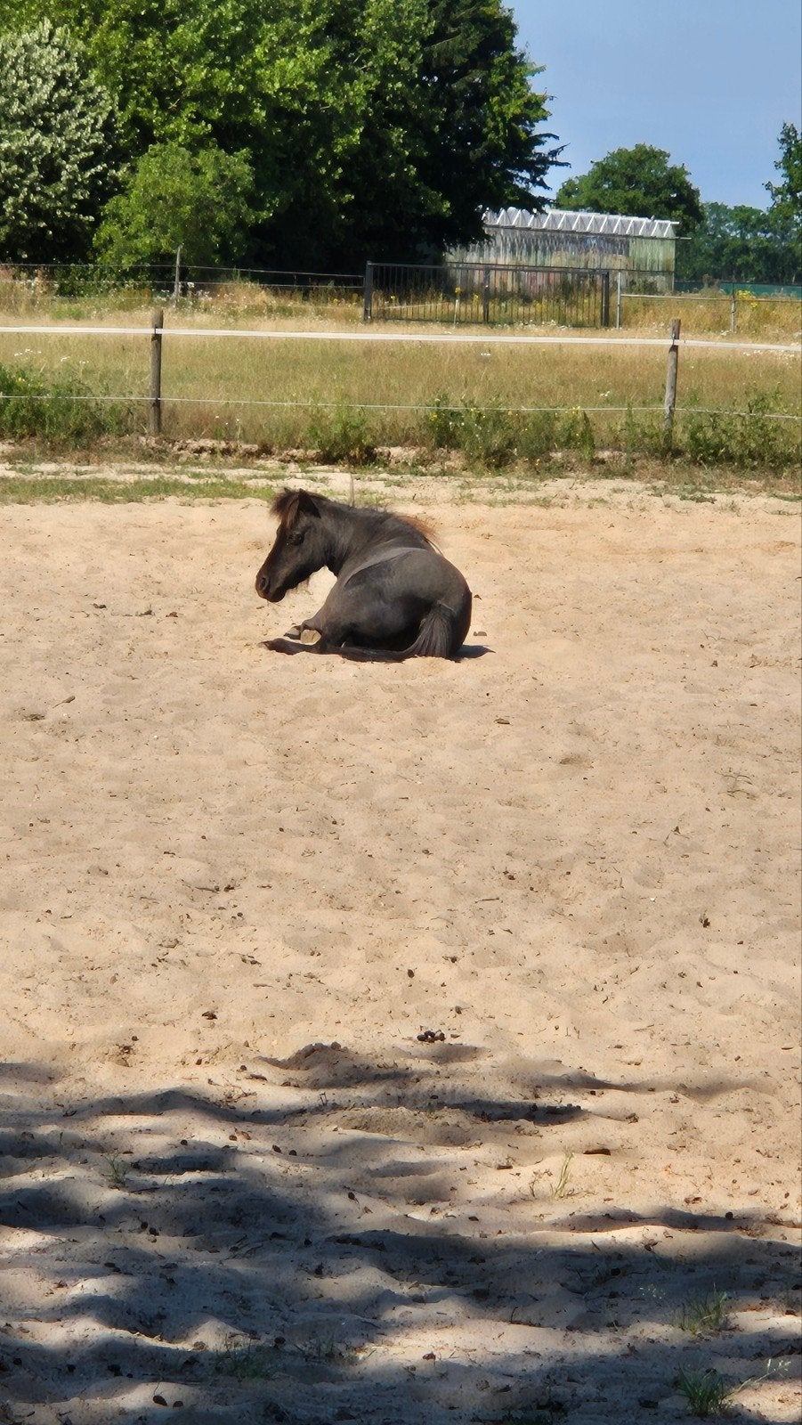 Plekje vrij voor shetlander of kleine pony, Dieren en Toebehoren