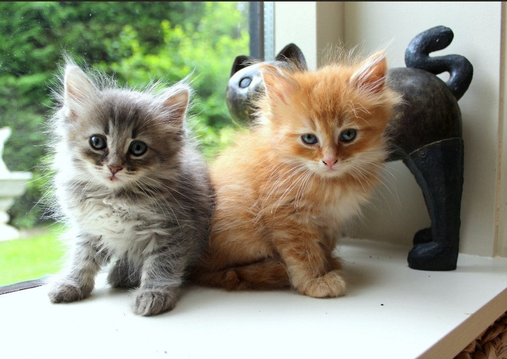siberische kittens poesjes en rood katertje, Dieren en Toebehoren, Katten en Kittens | Raskatten | Langhaar, Meerdere dieren, Gechipt