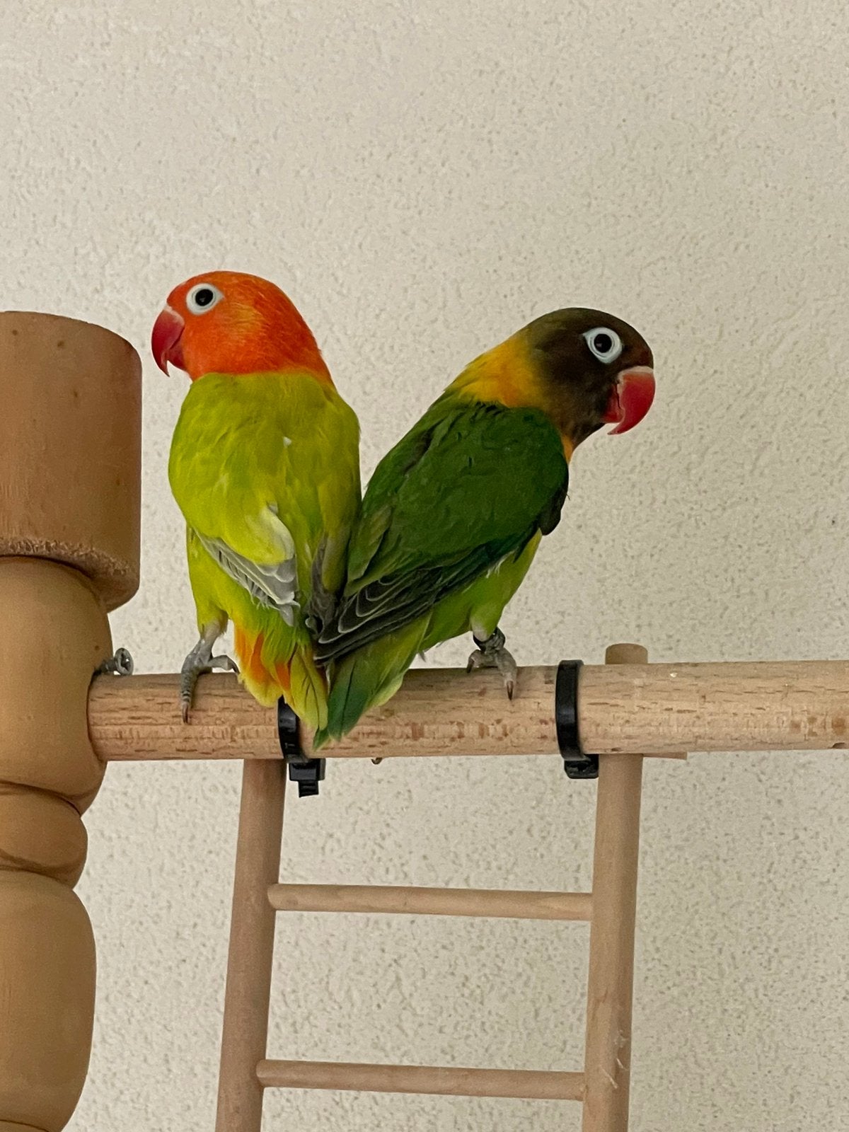 Prachtige Gezonde Agapornis Dwergpapegaai Lovebird Handtam, Dieren en Toebehoren, Vogels | Parkieten en Papegaaien, Meerdere dieren