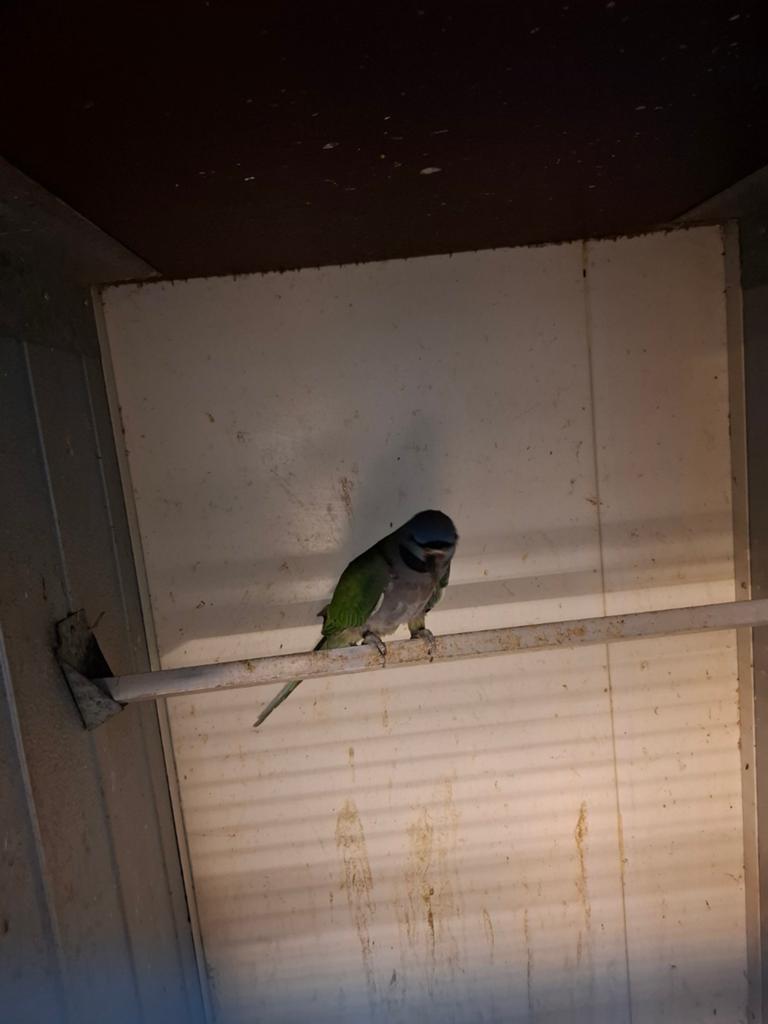 Derbyan parkieten, Dieren en Toebehoren, Vogels | Parkieten en Papegaaien, Meerdere dieren, Parkiet, Geringd
