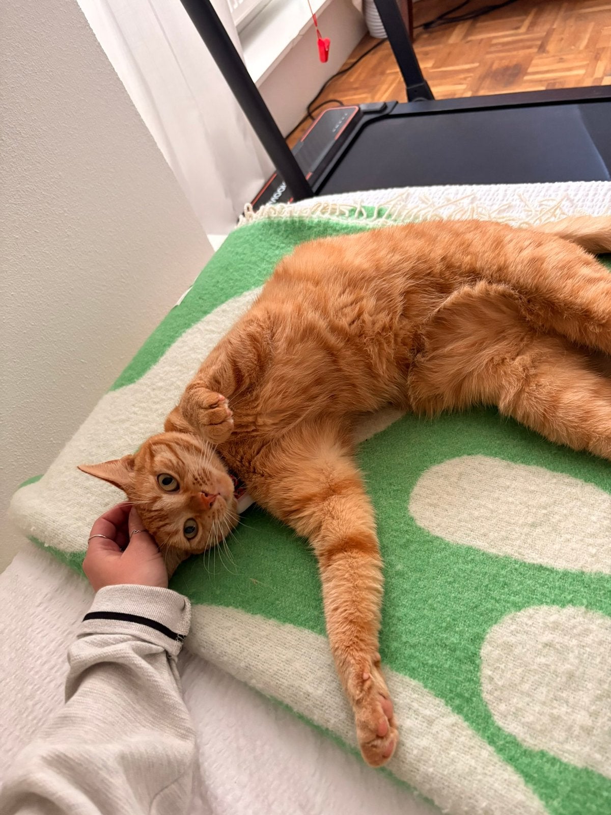 Gouden mandje gezocht voor Ed, Dieren en Toebehoren, Poes