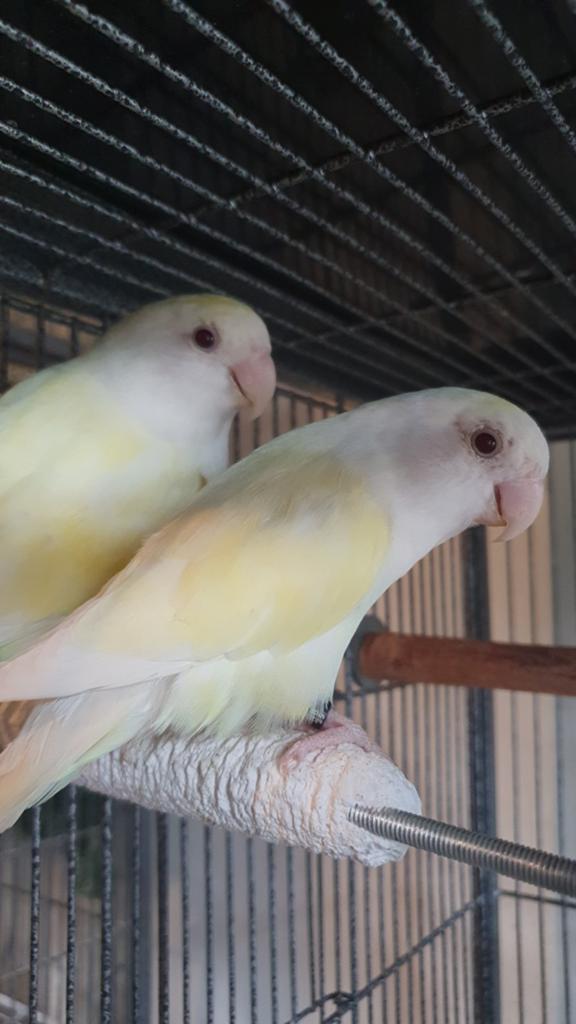 Lutino agapornis roseicollis dames. 2025, Dieren en Toebehoren, Vogels | Parkieten en Papegaaien, Vrouwelijk, Dwergpapegaai of Agapornis