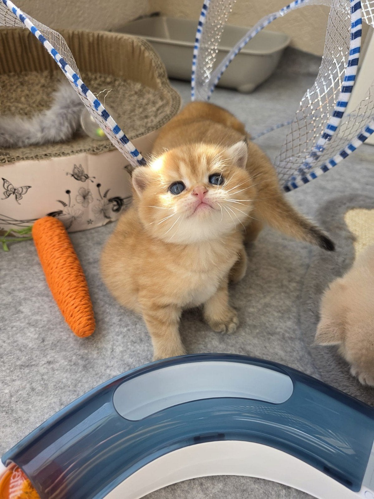 Britse korthaar kittens, Meerdere dieren, Ontwormd