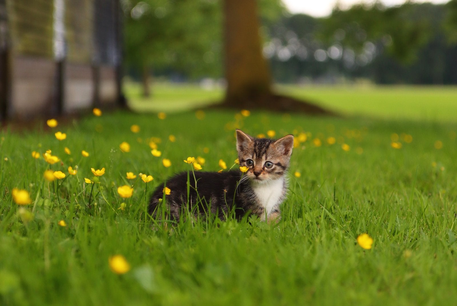 3 mega lieve boerderij kittens te koop ️, Dieren en Toebehoren, Katten en Kittens | Overige Katten, Meerdere dieren, Kortharig