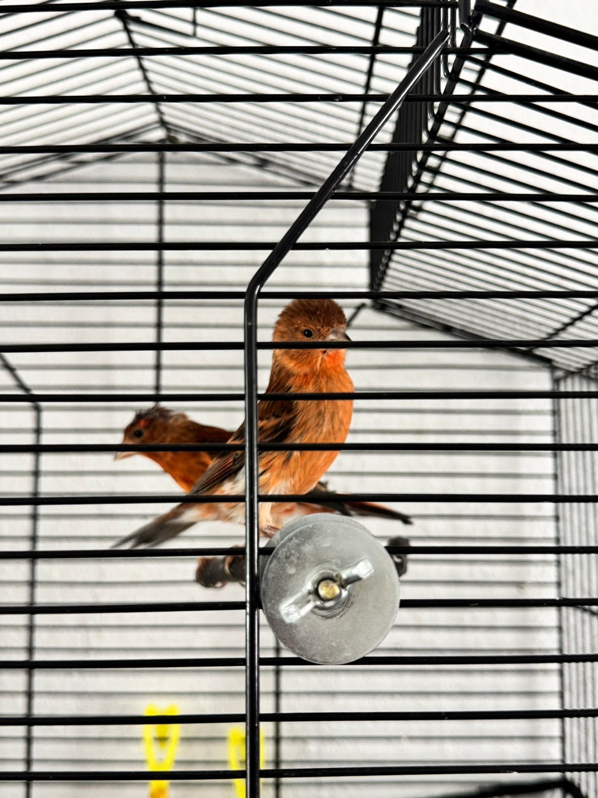 Kapoetsensijs+kanarie, Dieren en Toebehoren, Vogels | Kanaries, Mannelijk, Kleurkanarie
