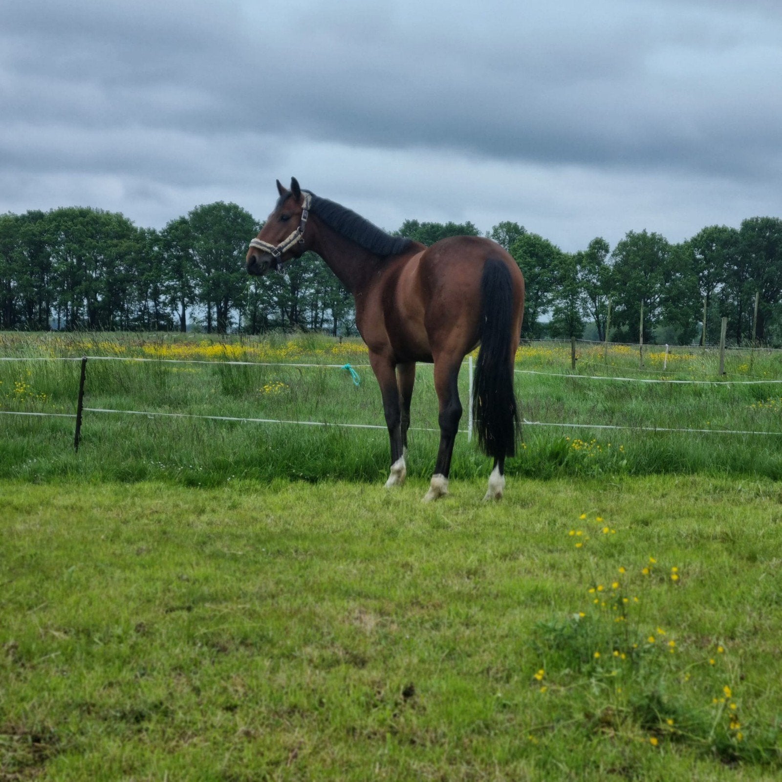Stalling en Weidegang, Dieren en Toebehoren, Stalling en Weidegang