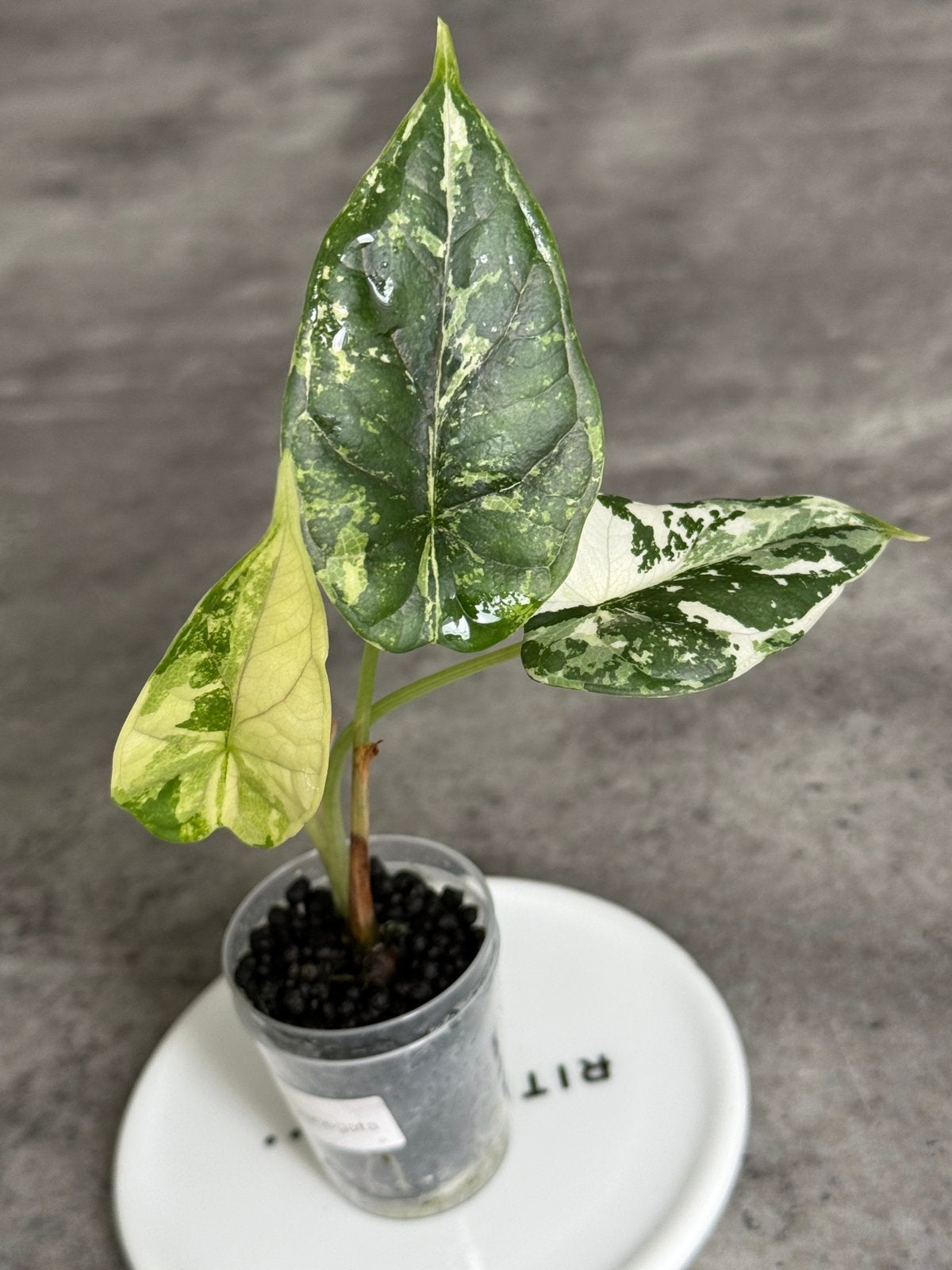 Alocasia Dragon Scale variegata, Huis en Inrichting, Kamerplanten, Ophalen of Verzenden, Halfschaduw, Minder dan 100 cm