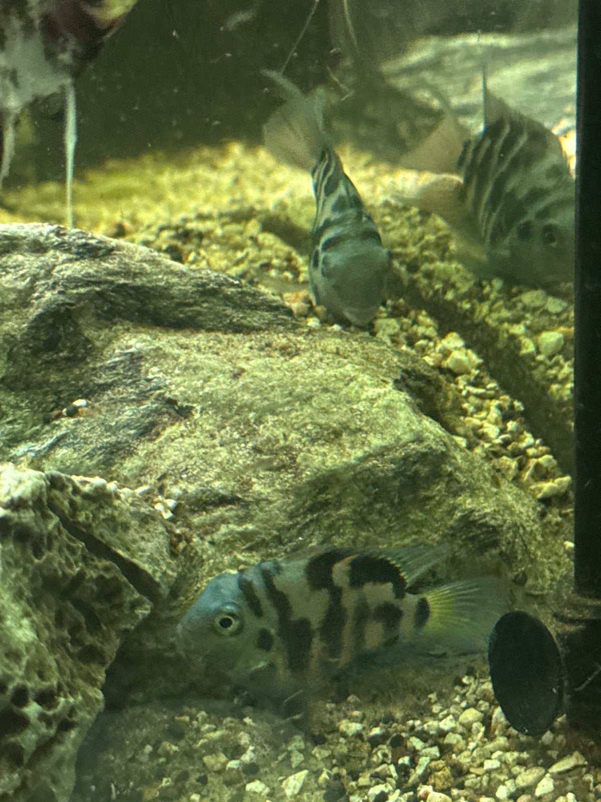 Mooie cichlids koppeltje, Dieren en Toebehoren, Vissen | Aquariumvissen, Vis, Zoetwatervis