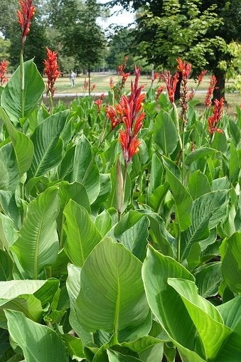 Canna knollen, Ophalen of Verzenden, Voorjaar, Volle zon, Knol
