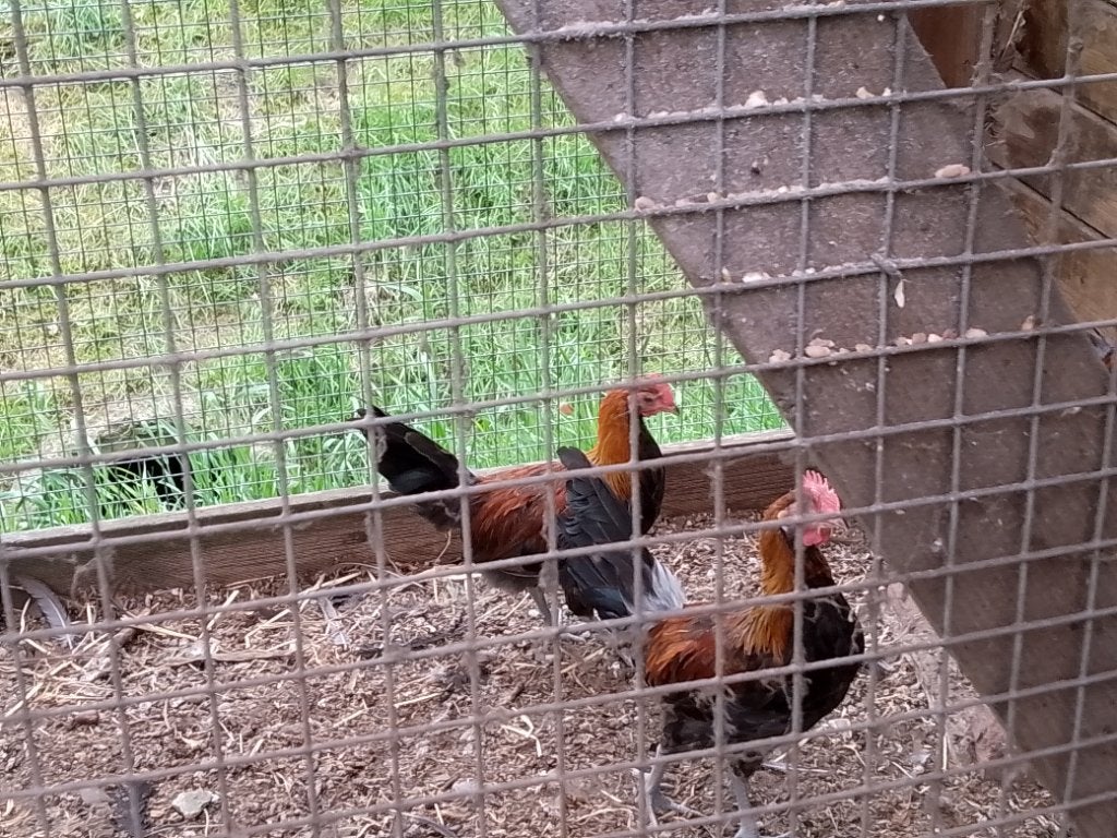 Jonge haantjes Drentse hoen, Mannelijk, Kip